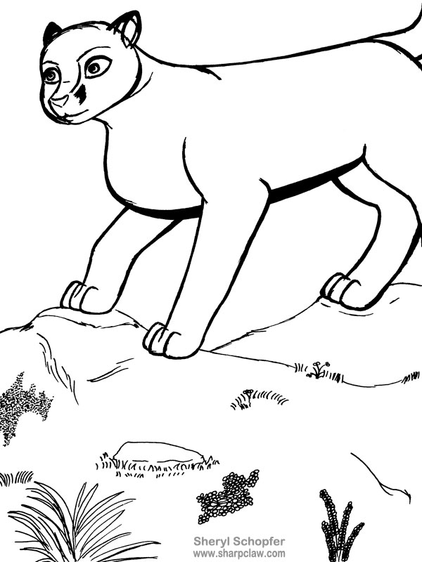 Miscellaneous Art: Cougar Sketch